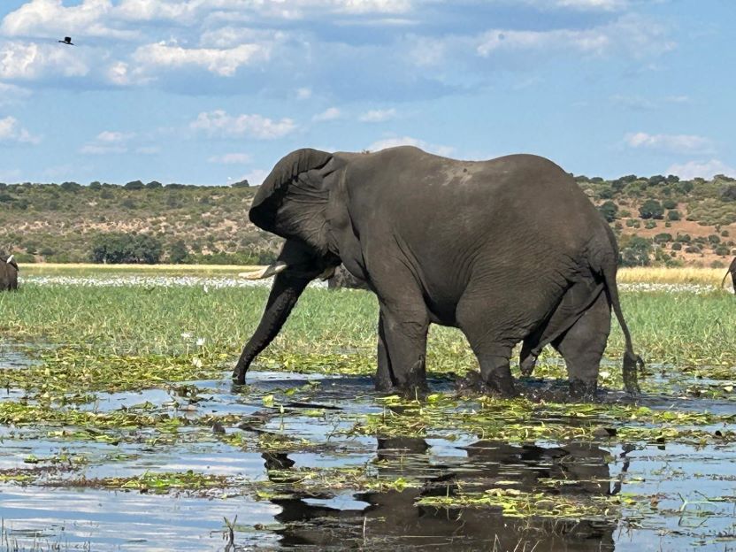 African elephant wading in a body of water