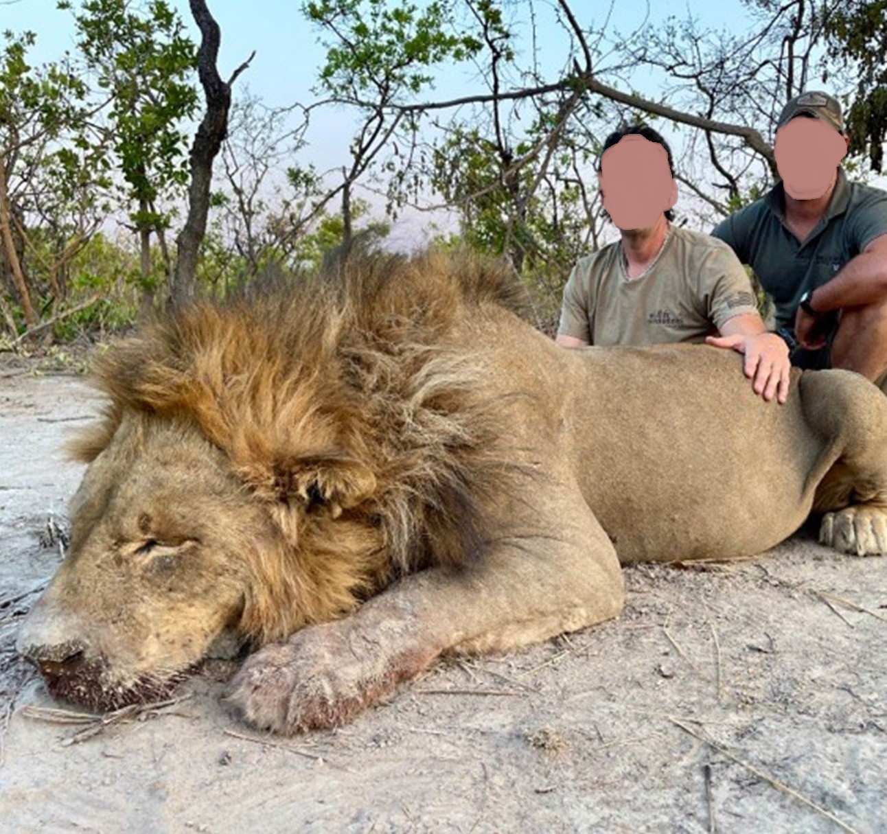trophy lion