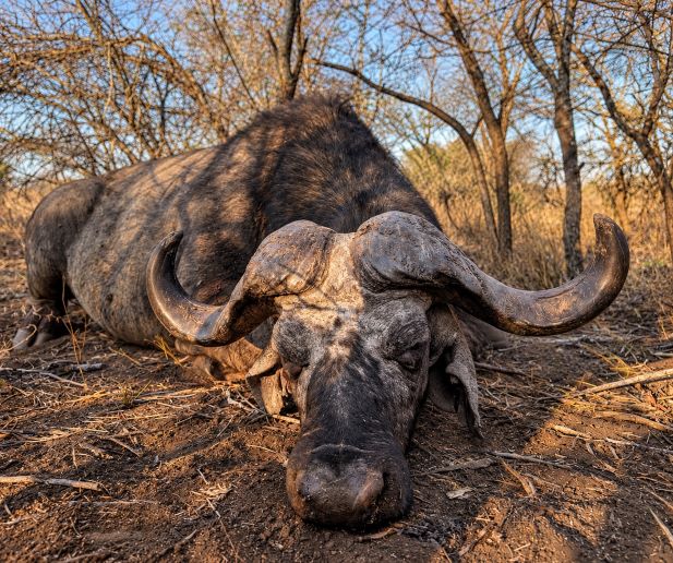Buffalo trophy blog.jpg