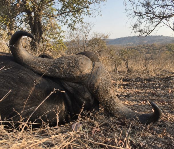 Why Can You Hunt More Than One Buffalo on a Tanzania Safari?