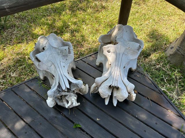 Hippo trophy skulls.jpg