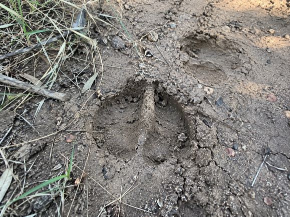Buffalo spoor.jpg