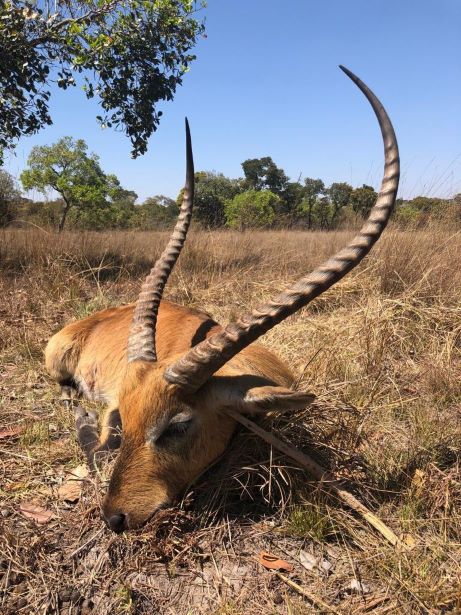 East African Impala in Zambia.jpg