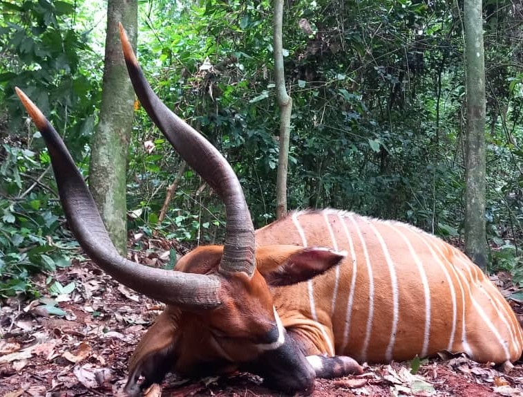 What Actually Makes a Good Bongo Hunting Area?