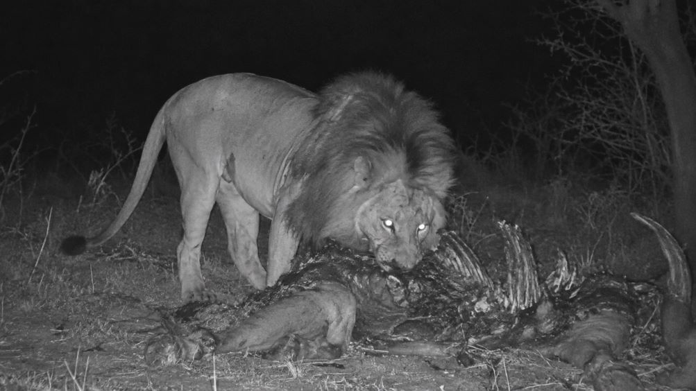 Lion feeding on bait.jpg