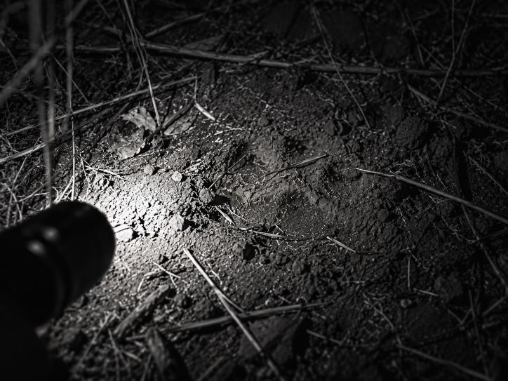 Tracking lion at night.jpg