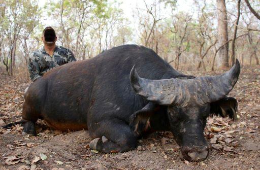 Dwarf buffalo Hunting in Cameroon.jpg