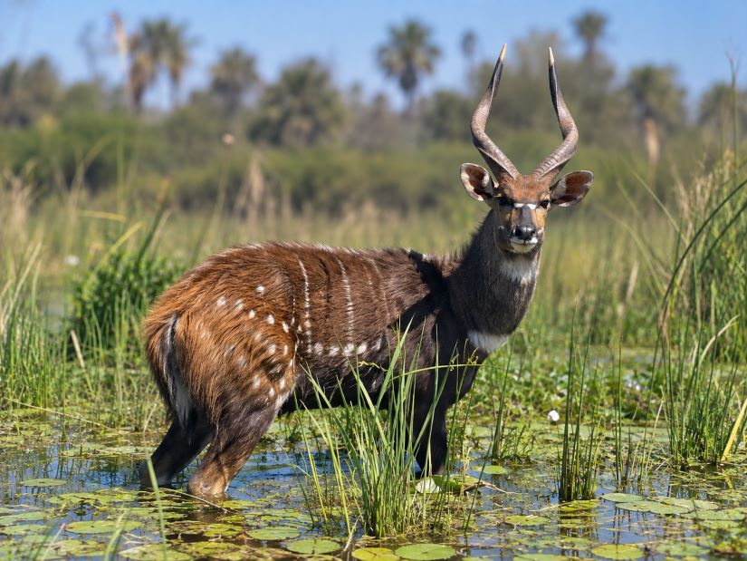 Nile (East African) Sitatunga