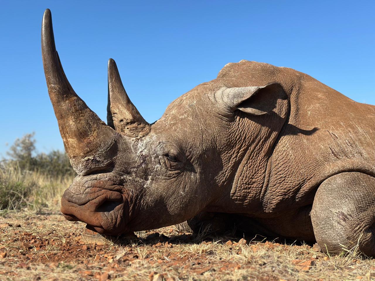 What Should You Confirm Before Paying a Deposit on a Rhino Hunt?