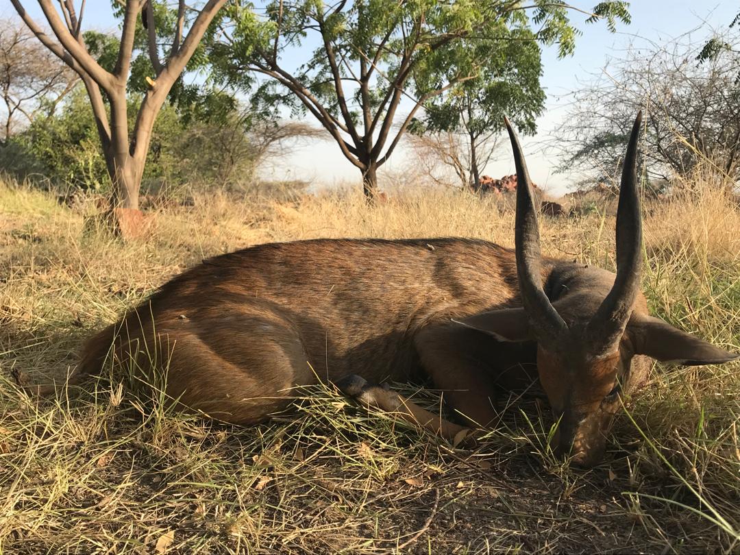 Dimitri, Ethiopia