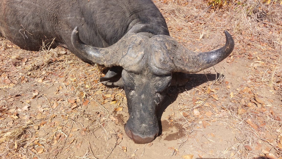 Sean, Zimbabwe-based Outfitter