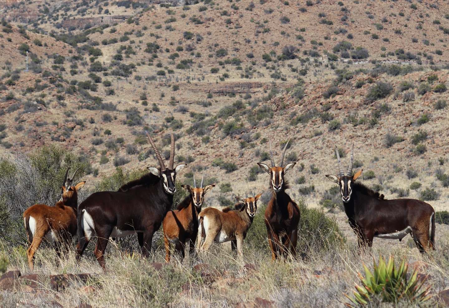 Daniel, South African Outfitter