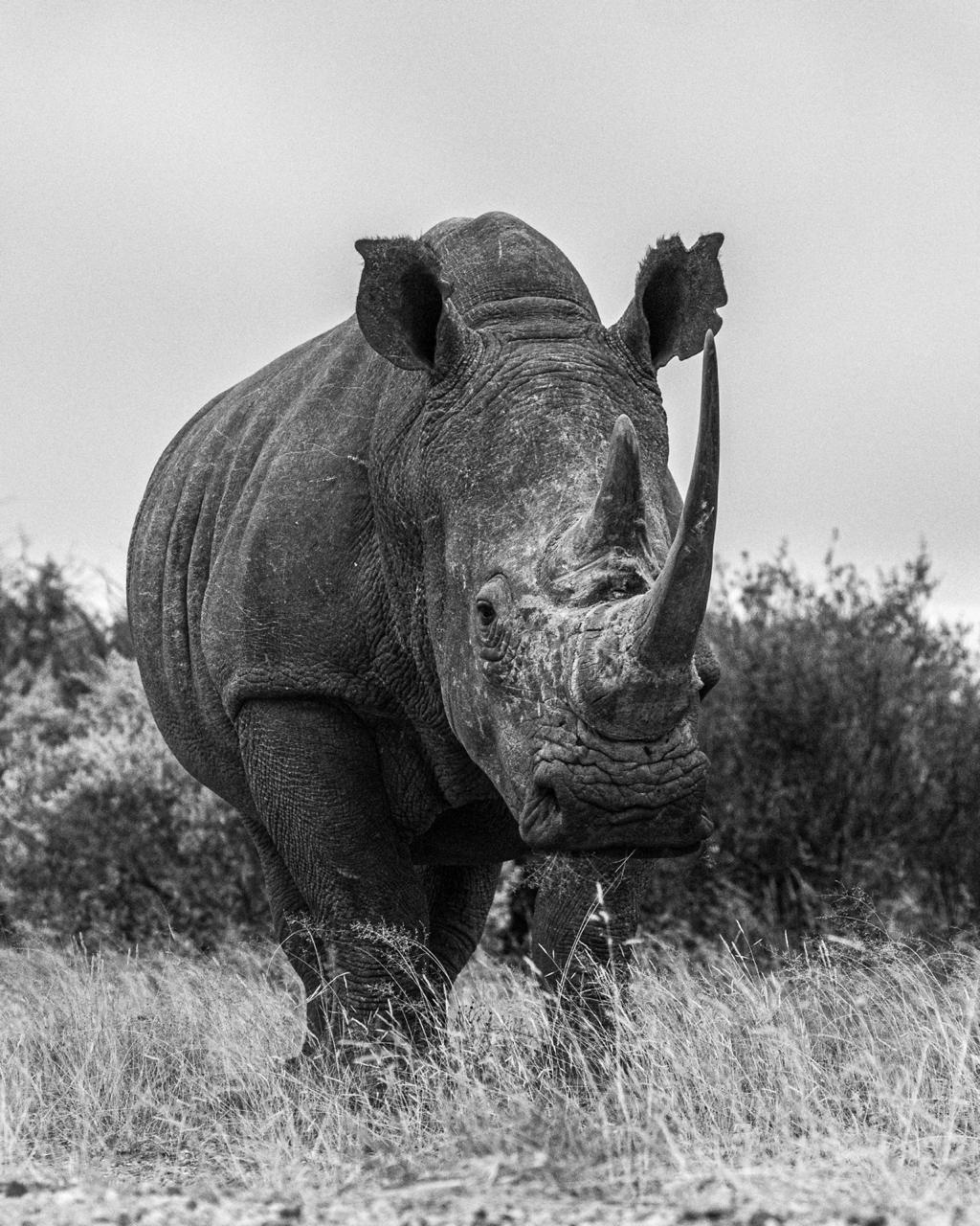 Wicus, South African Outfitter