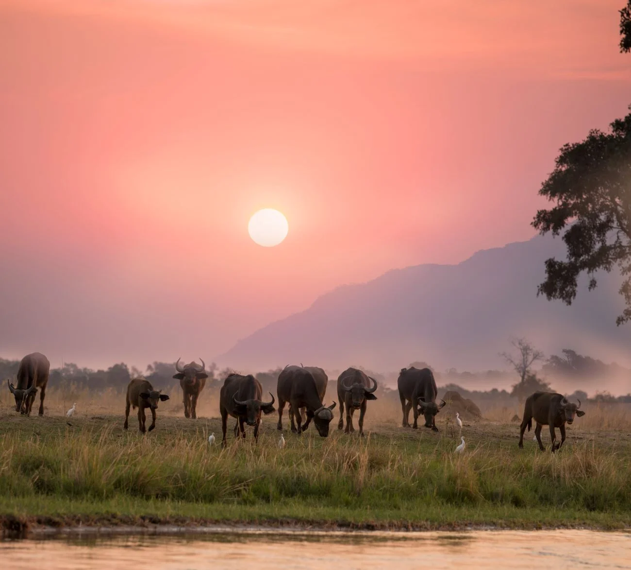 Hunting Buffalo in Mauritius