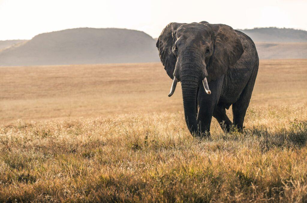 ELEPHANT HUNTING