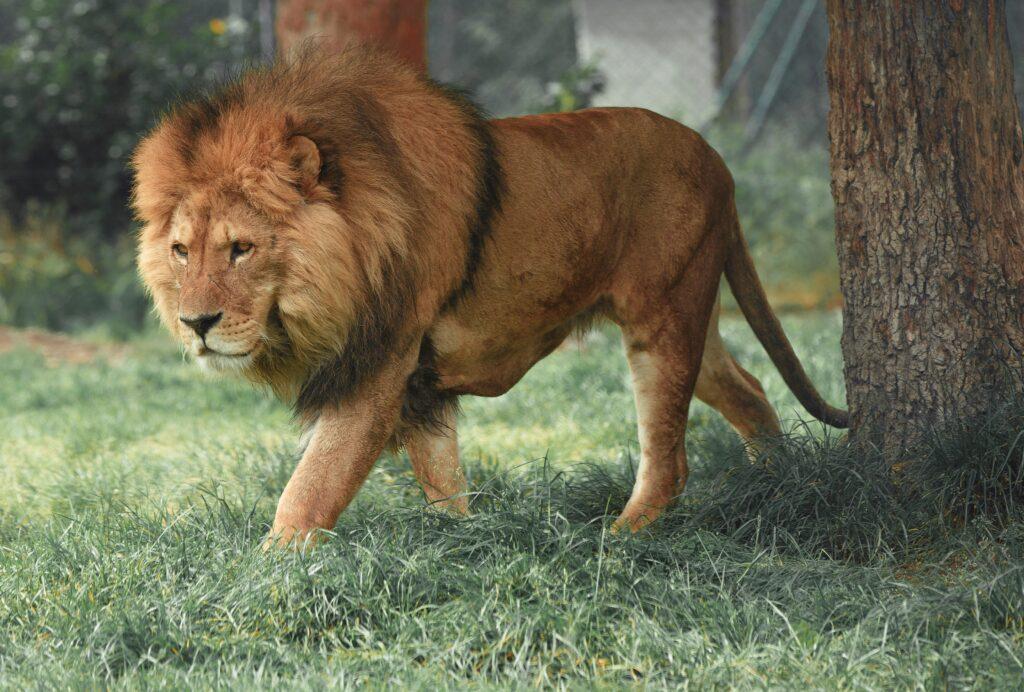 LION HUNTING