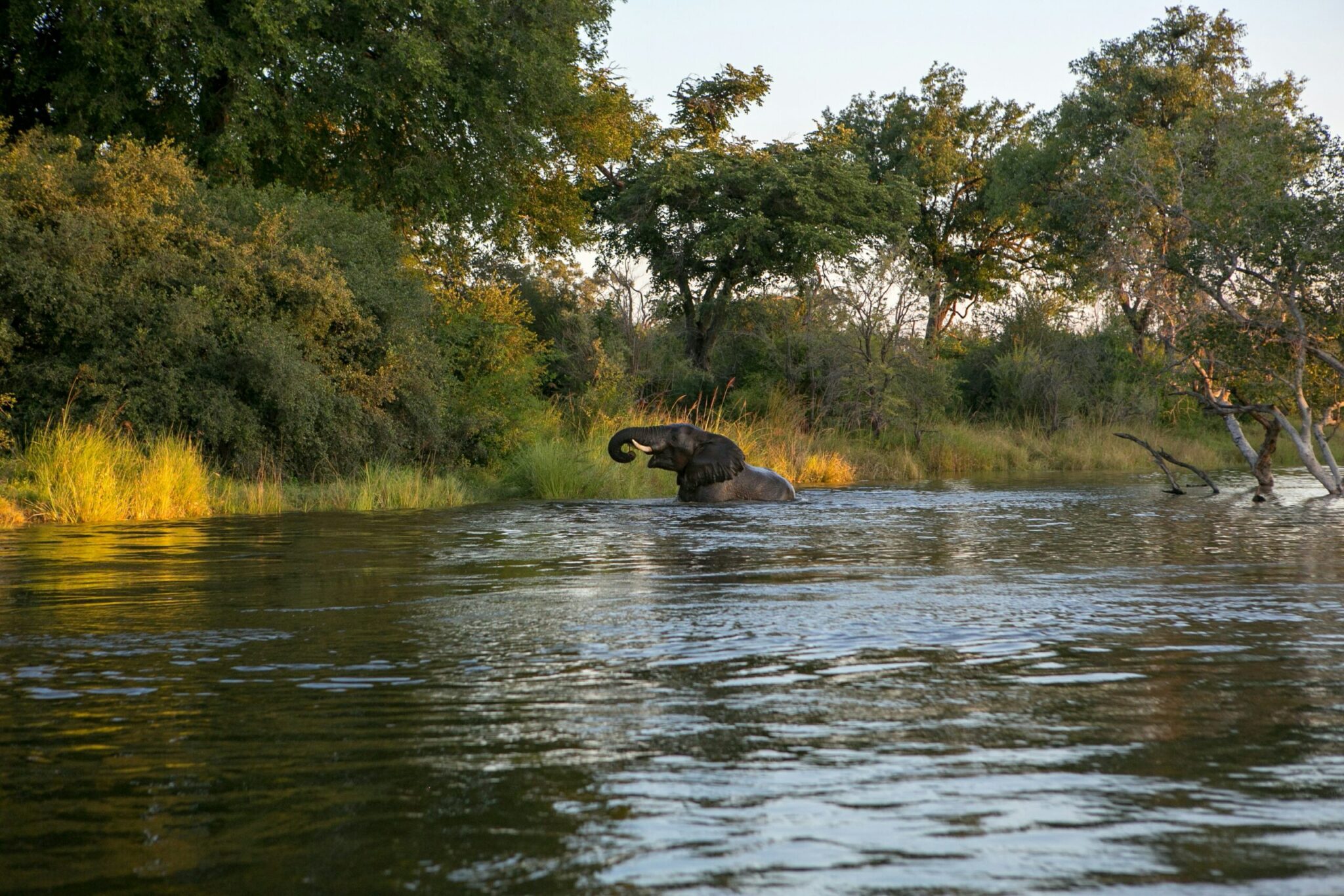 Hunting in Republic of Congo
