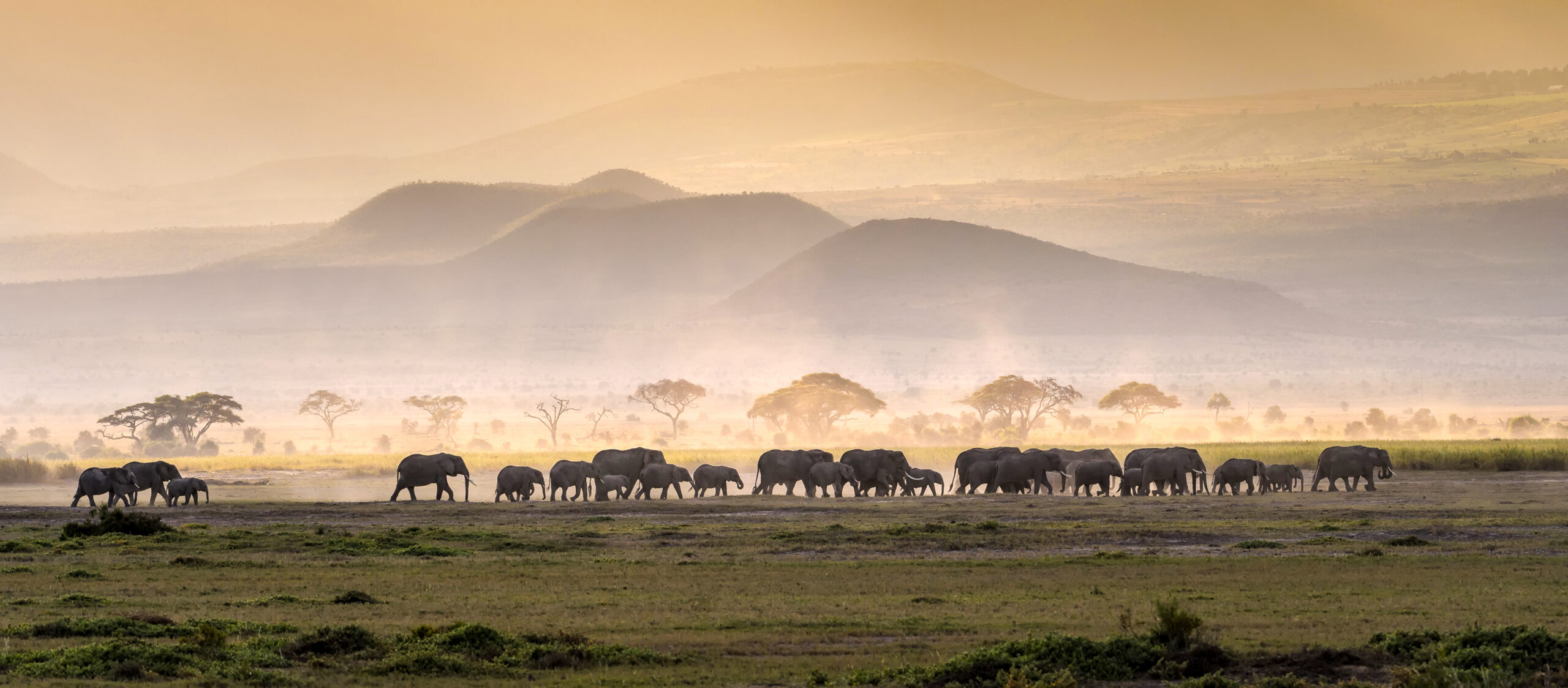 Hunting Lion In Tanzania