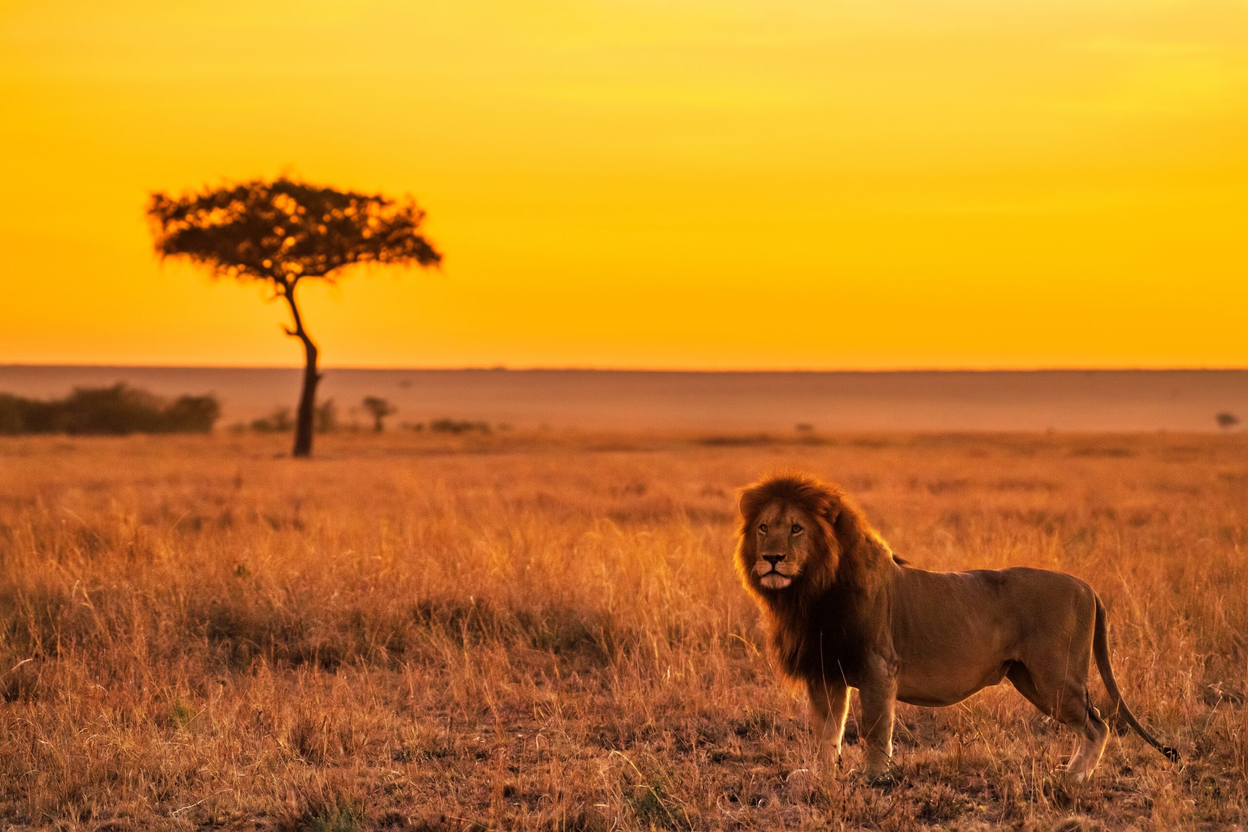 Hunting African Cats