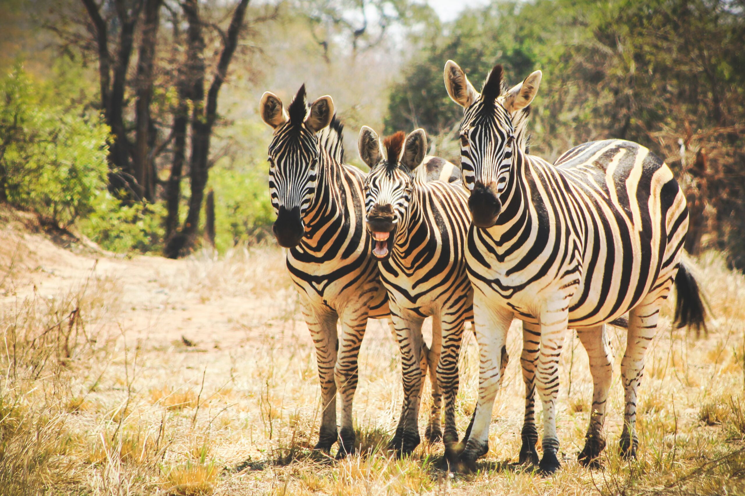 Hunting Plains Game in Africa