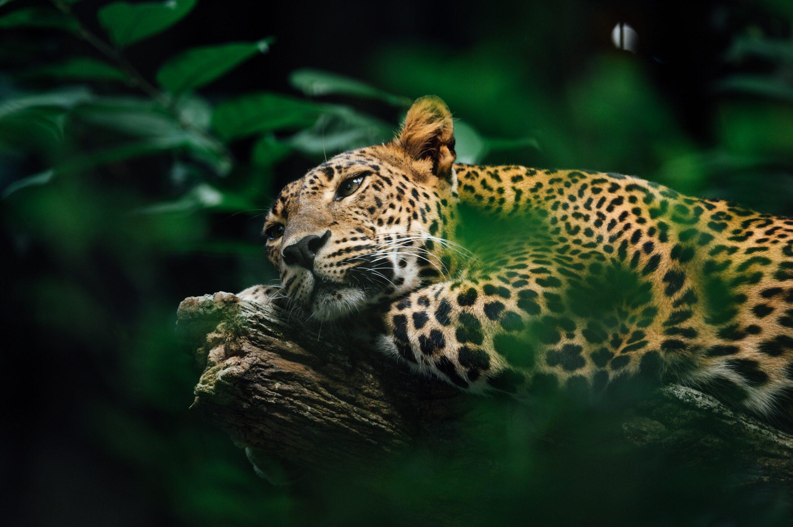 Hunting Leopard in Africa