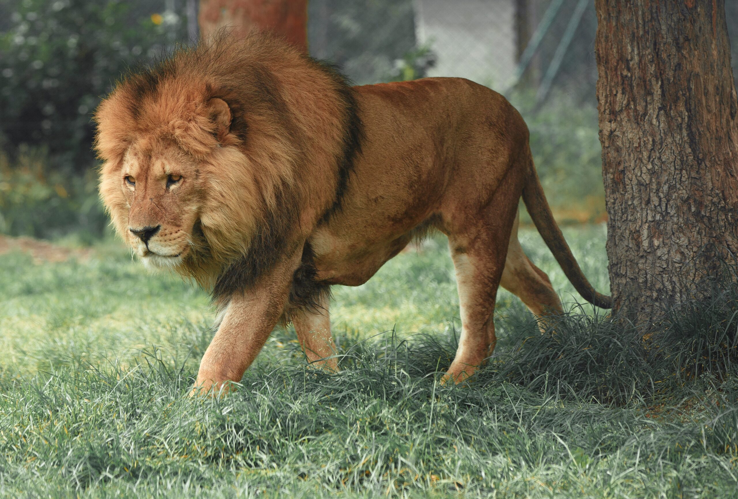 Lion Hunting Safari in Africa