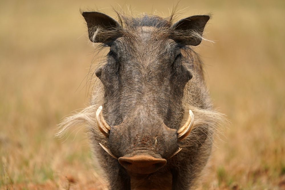 Warthog hunting in Africa