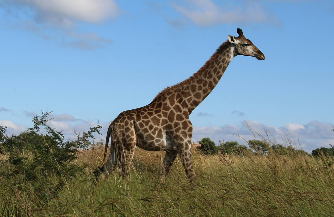 Hunting Giraffe In Africa
