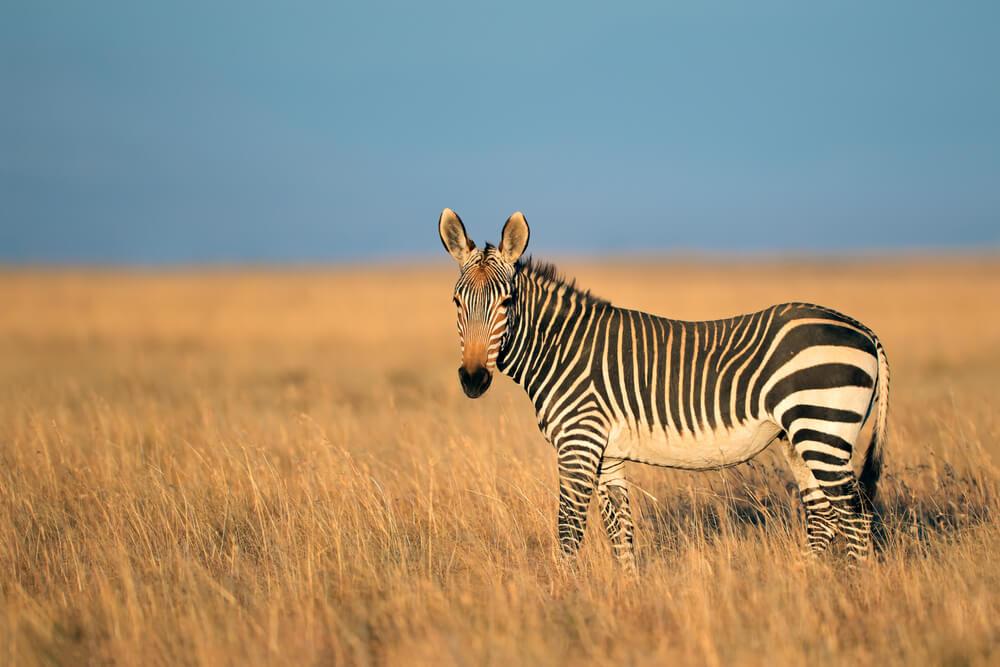 Hunting The Cape Mountain Zebra In South Africa