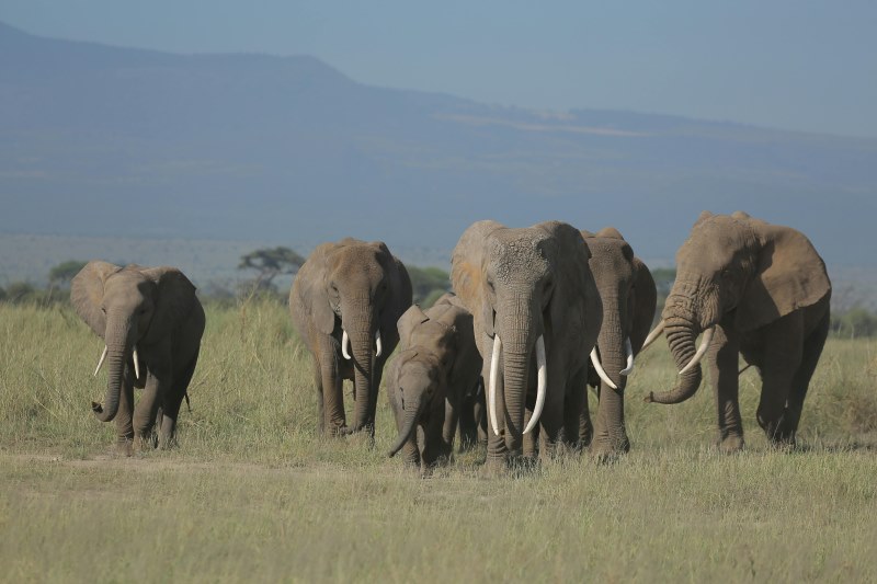 Elephant Hunting In Africa