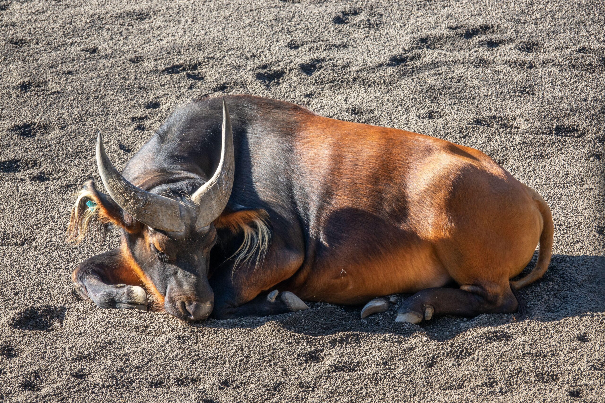Targeting The Forest Buffalo In Africa
