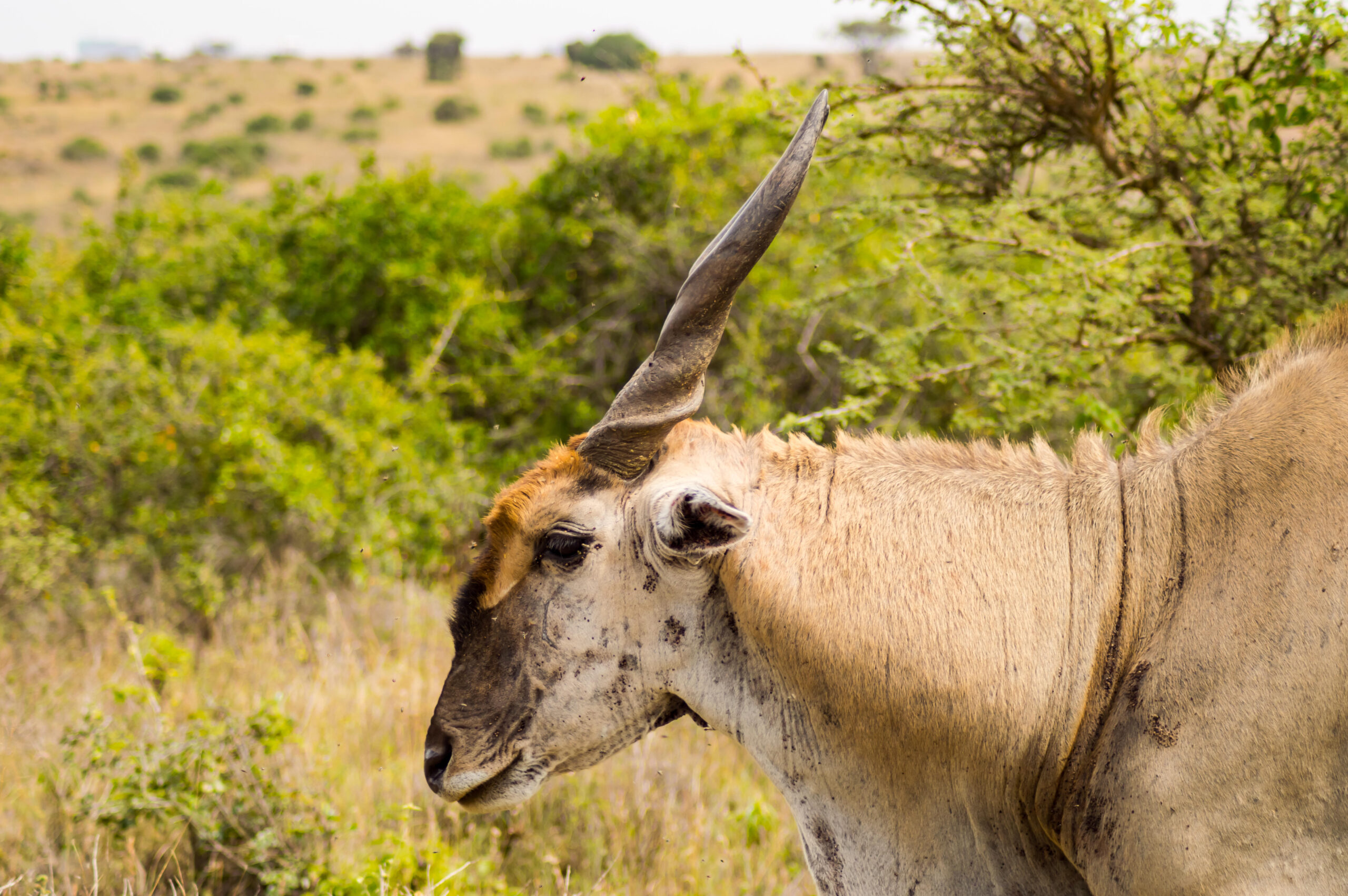 Hunting The Patterson's Eland