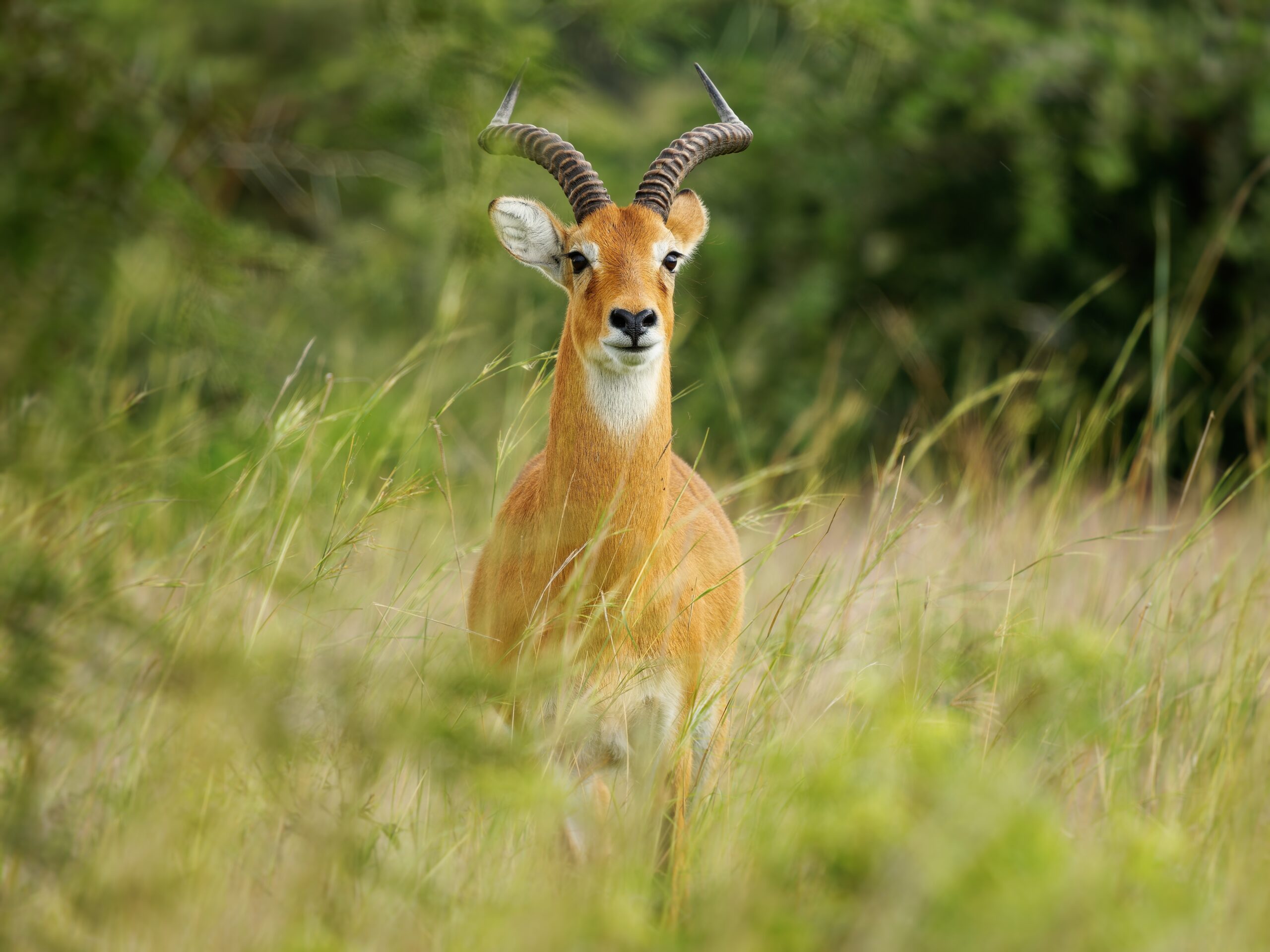 Hunting The Kob