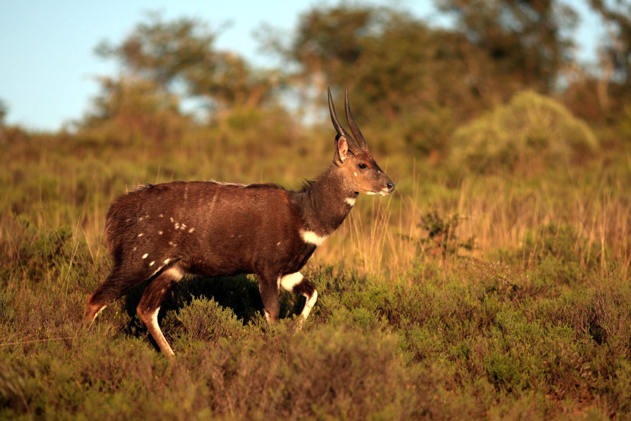 Hunting Bushbuck In Africa