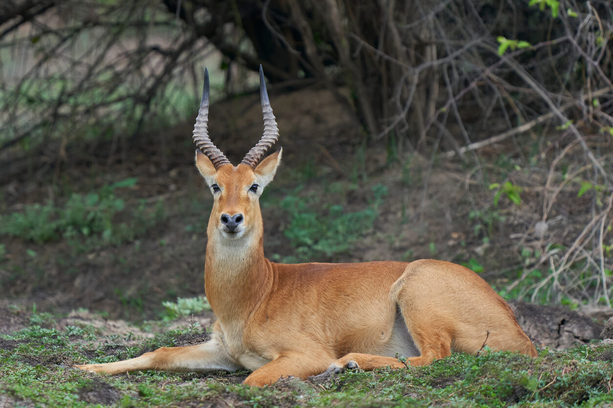Puku Game Hunting Safaris