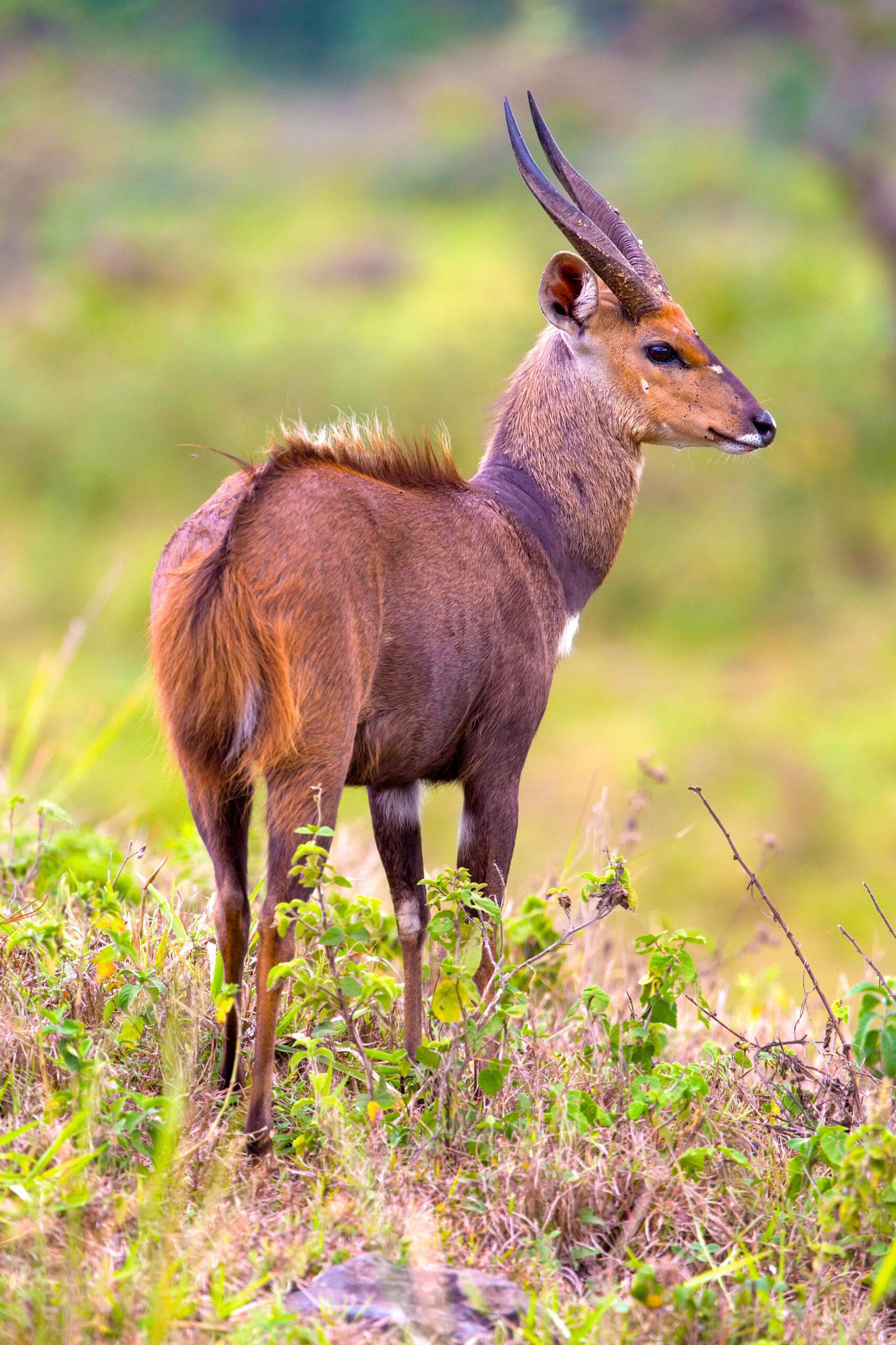 Hunting East African Bushbuck
