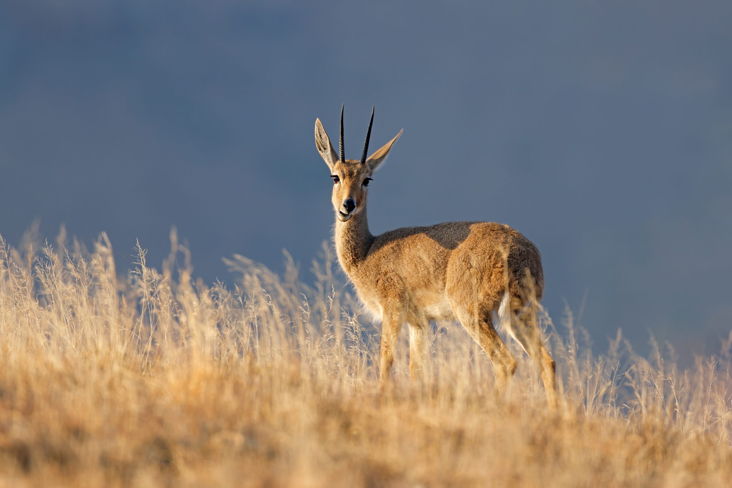 Targeting The Gray Rhebok