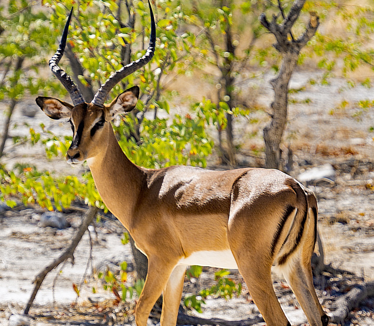 Hunting The Saddle-Back Impala