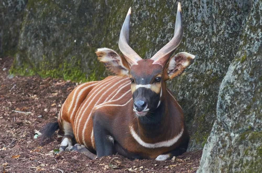 Targeting The Zambezi Sitatunga