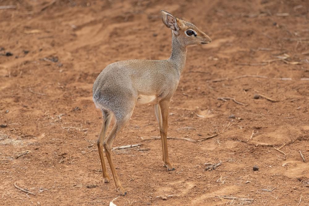 Game Hunting Guenter’s Dik-Dik