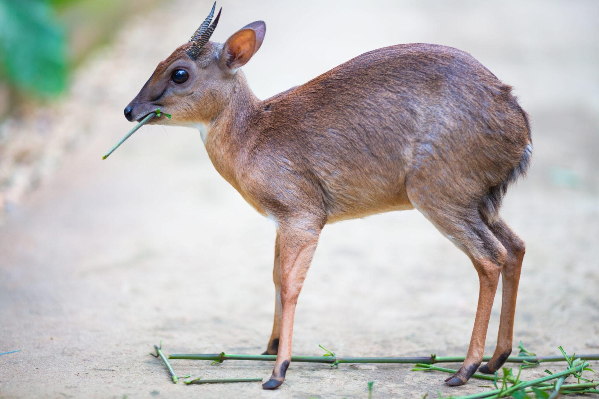 Royal Antelope Hunting In Africa