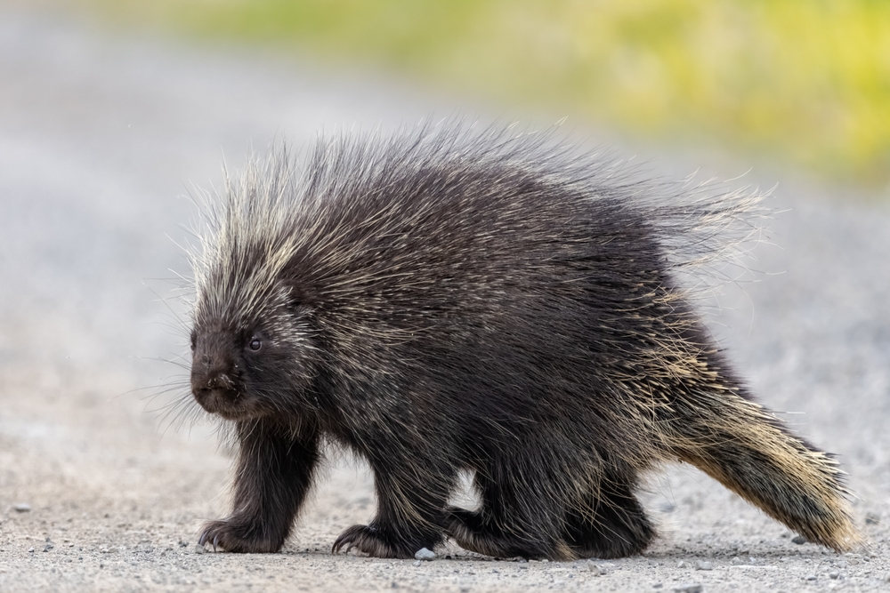 Porcupine Hunting In Africa
