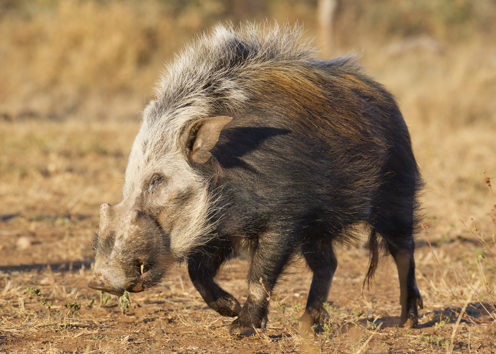 Hunting Bushpig In Africa