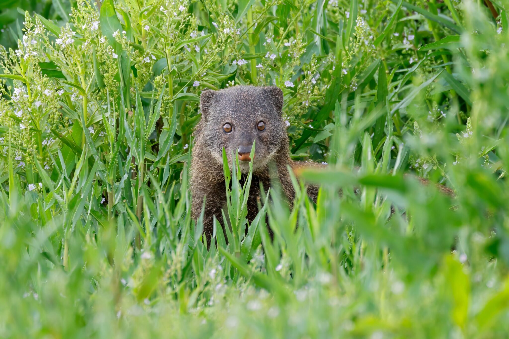 Water Mongoose Hunting In Africa