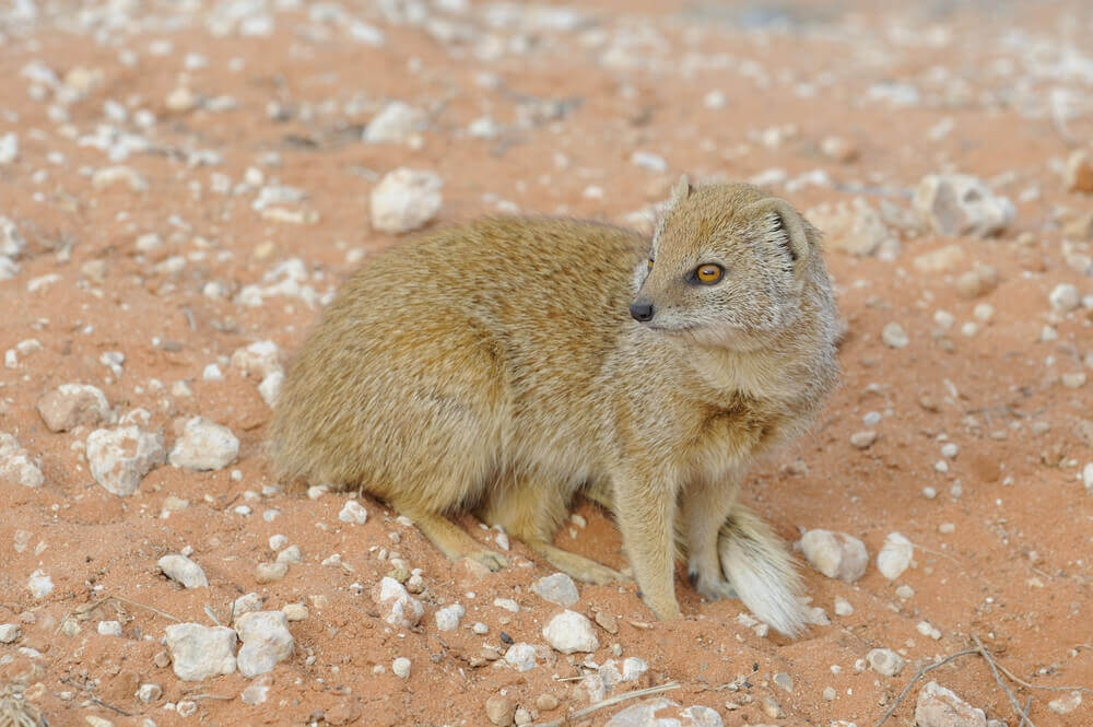 Targeting Selous’s Mongoose When Hunting