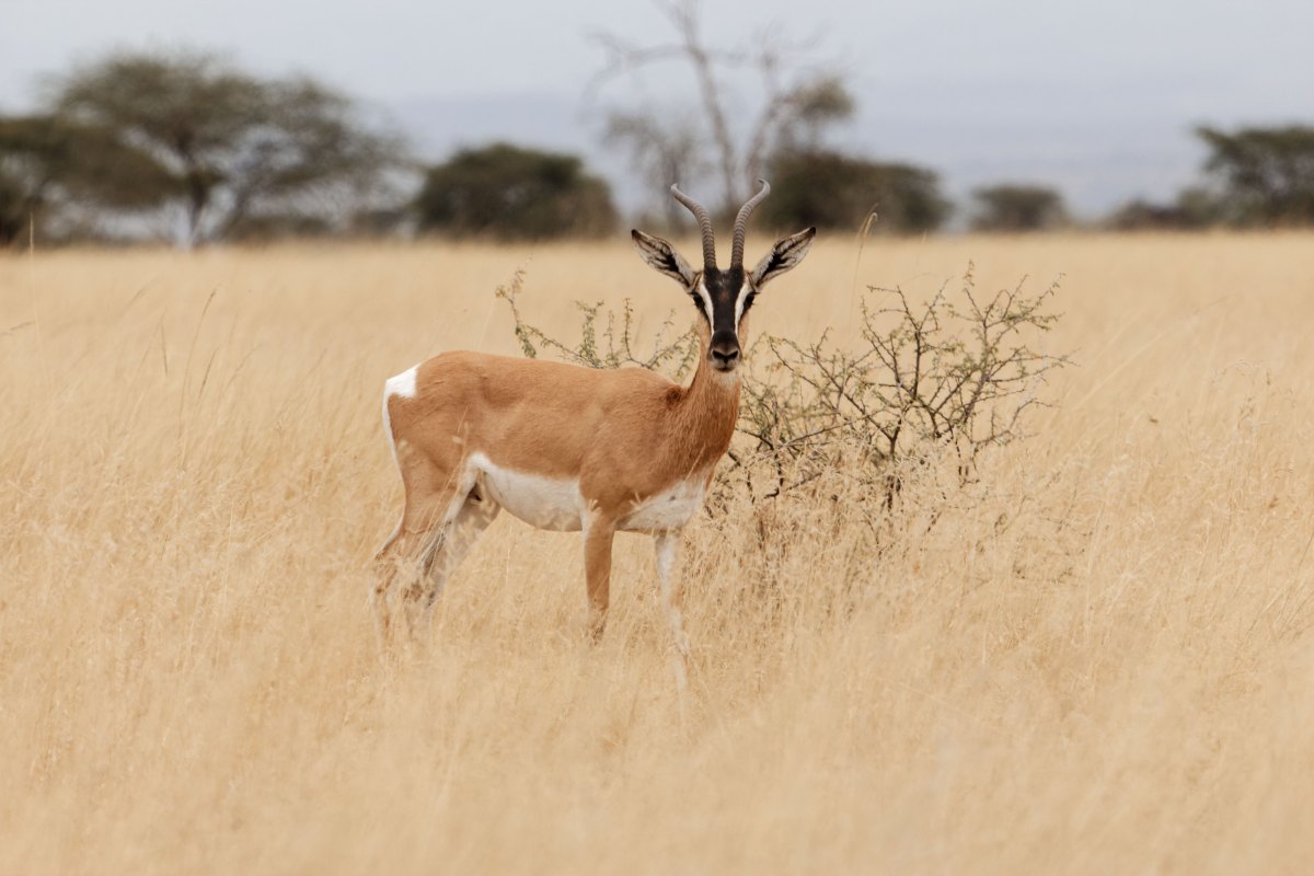 Hunting In Ethiopia: Exploring The Land Of Unique Game