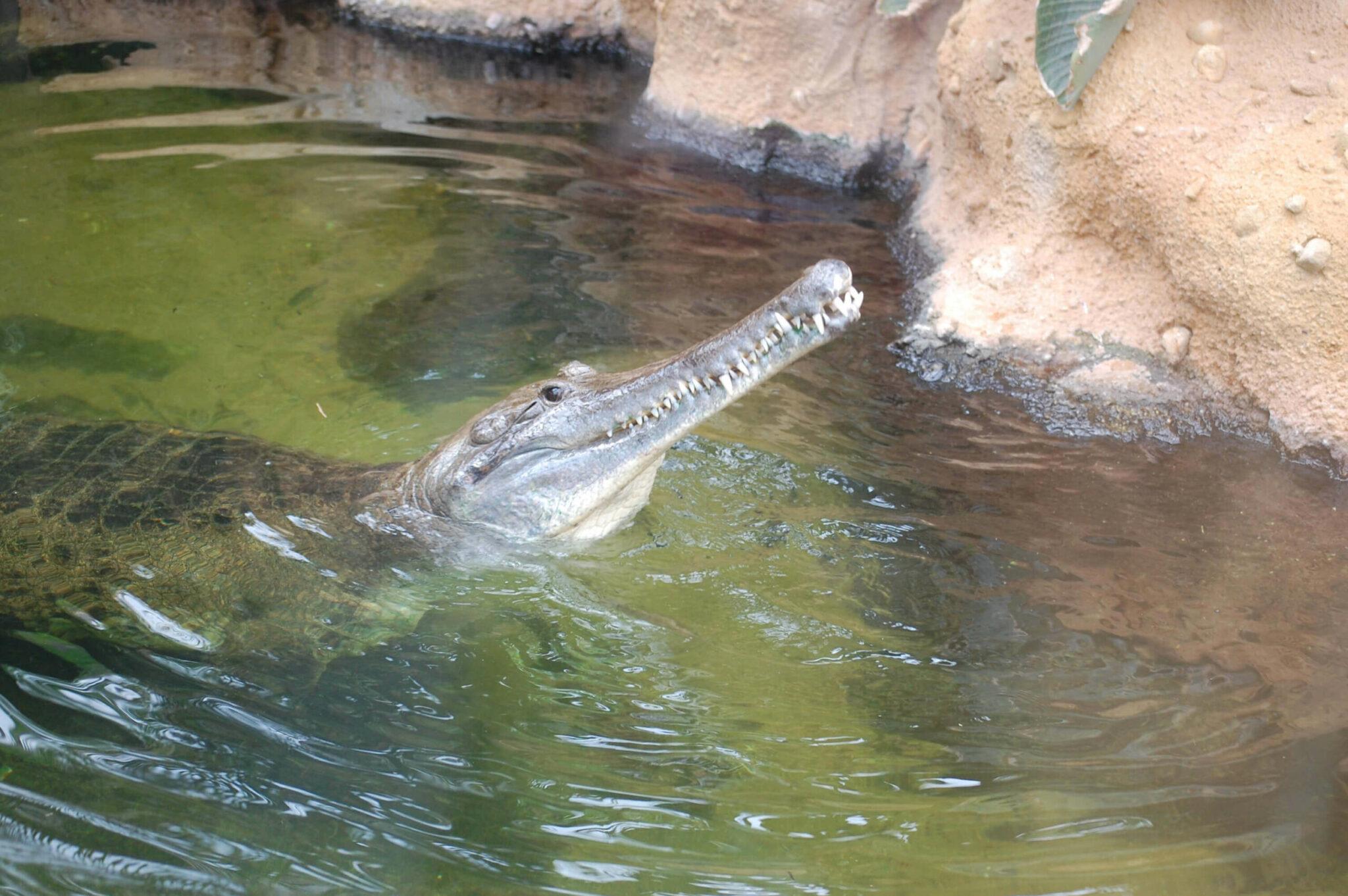 African Hunts: The West African Slender-Snouted Crocodile