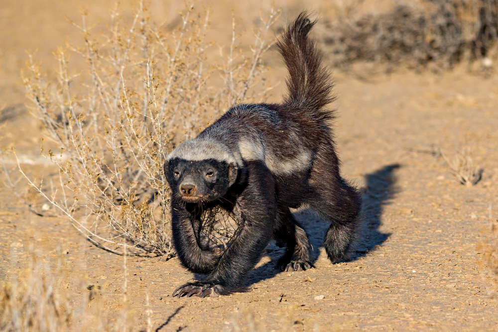 Honey Badger Hunting In Africa