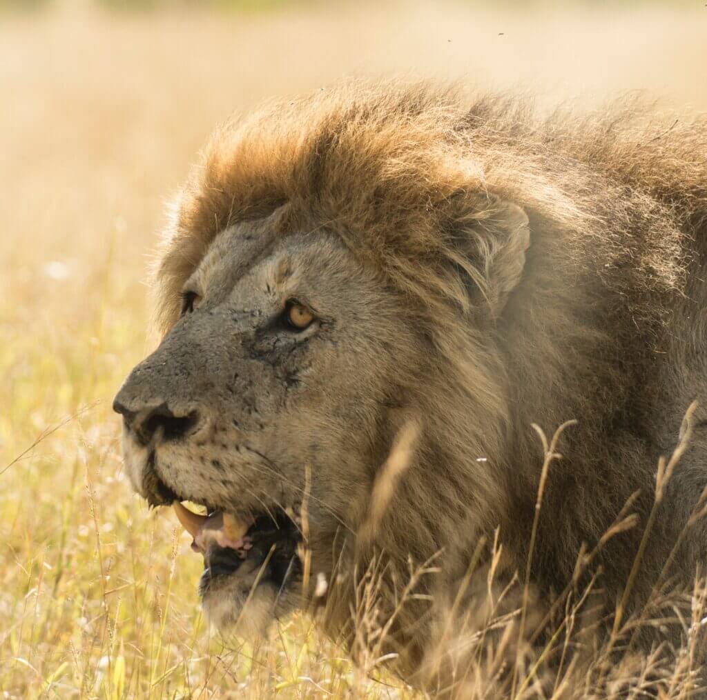 Shot Placement For Hunting Big Cats