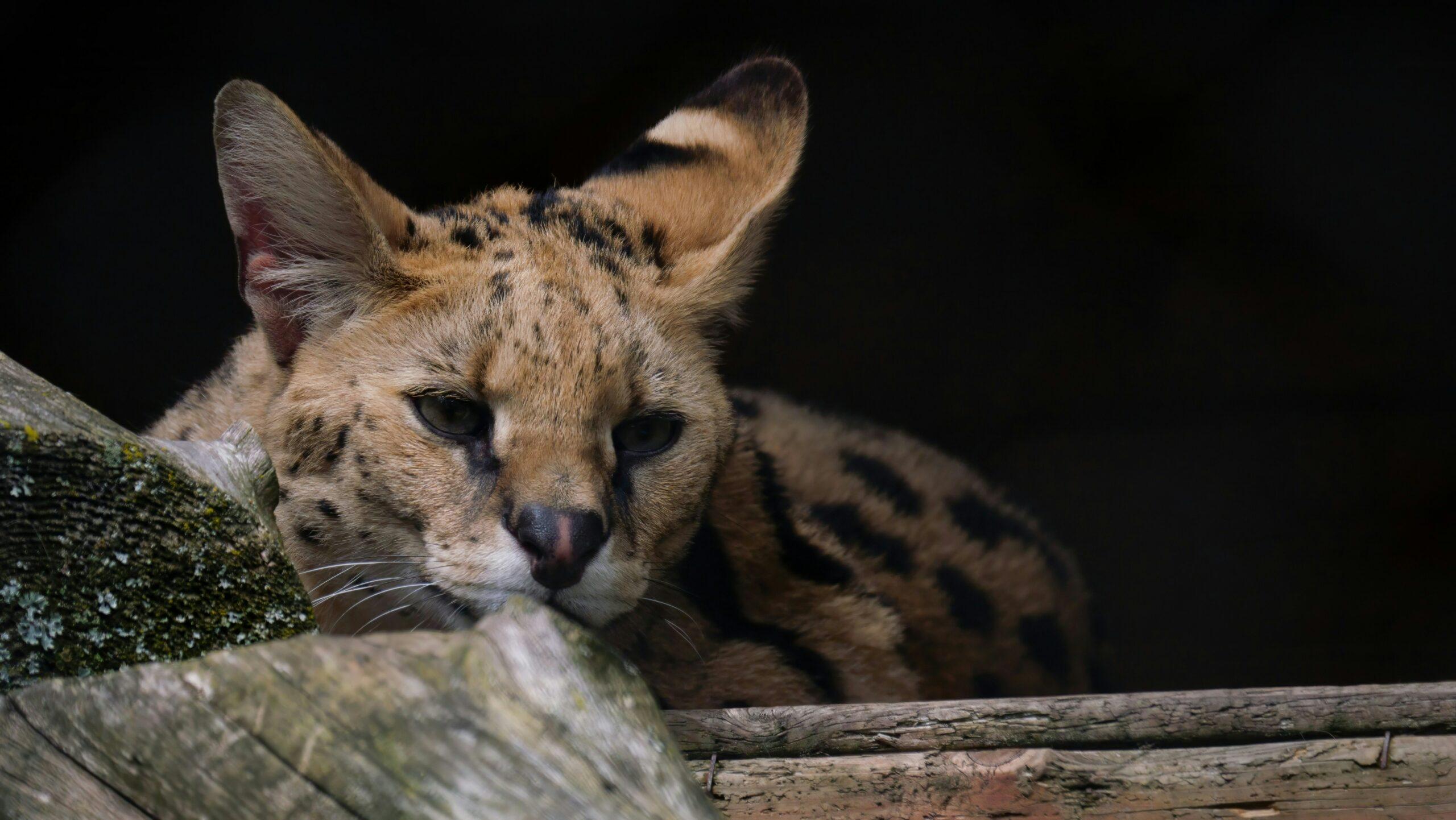 Shot Placement On African Cats